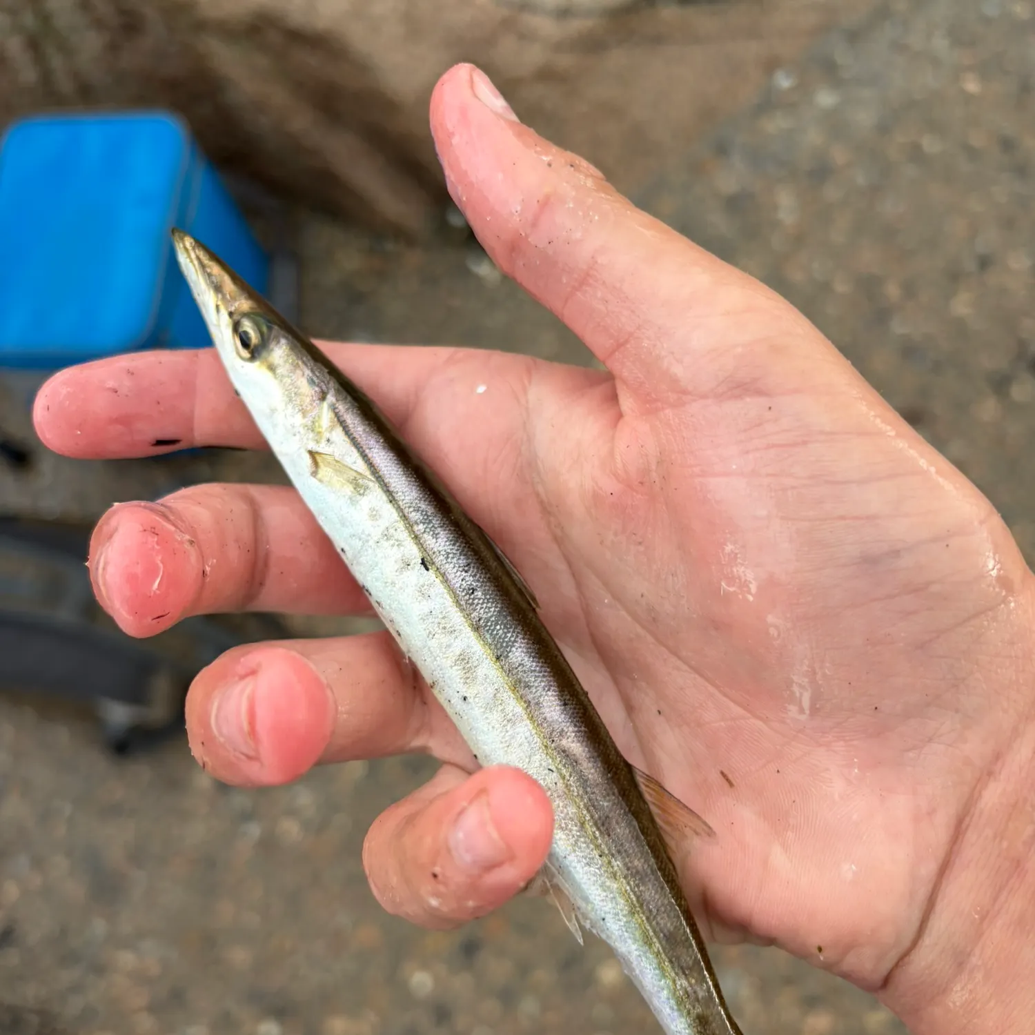 Northern sennet caught on Fishbrain