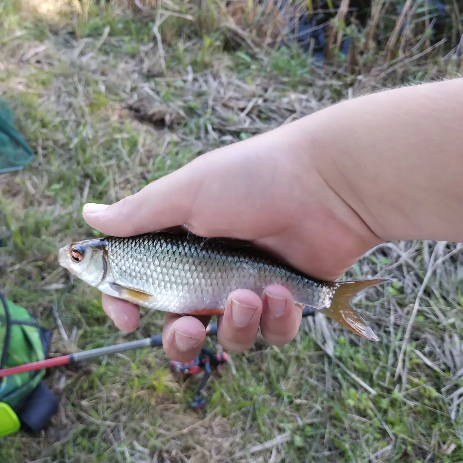 Common roach caught on Fishbrain