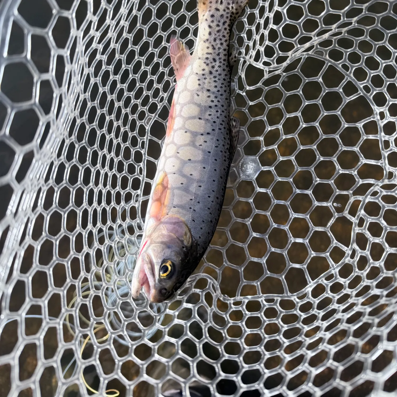 Cutthroat trout caught on Fishbrain
