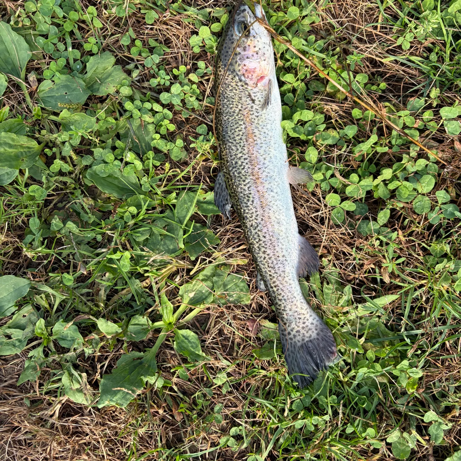 Rainbow trout caught on Fishbrain