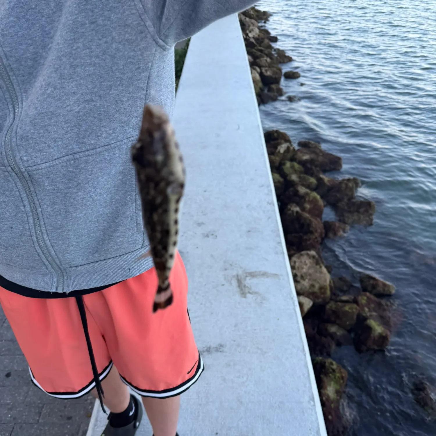 The most recent Bandtail puffer catches on Fishbrain