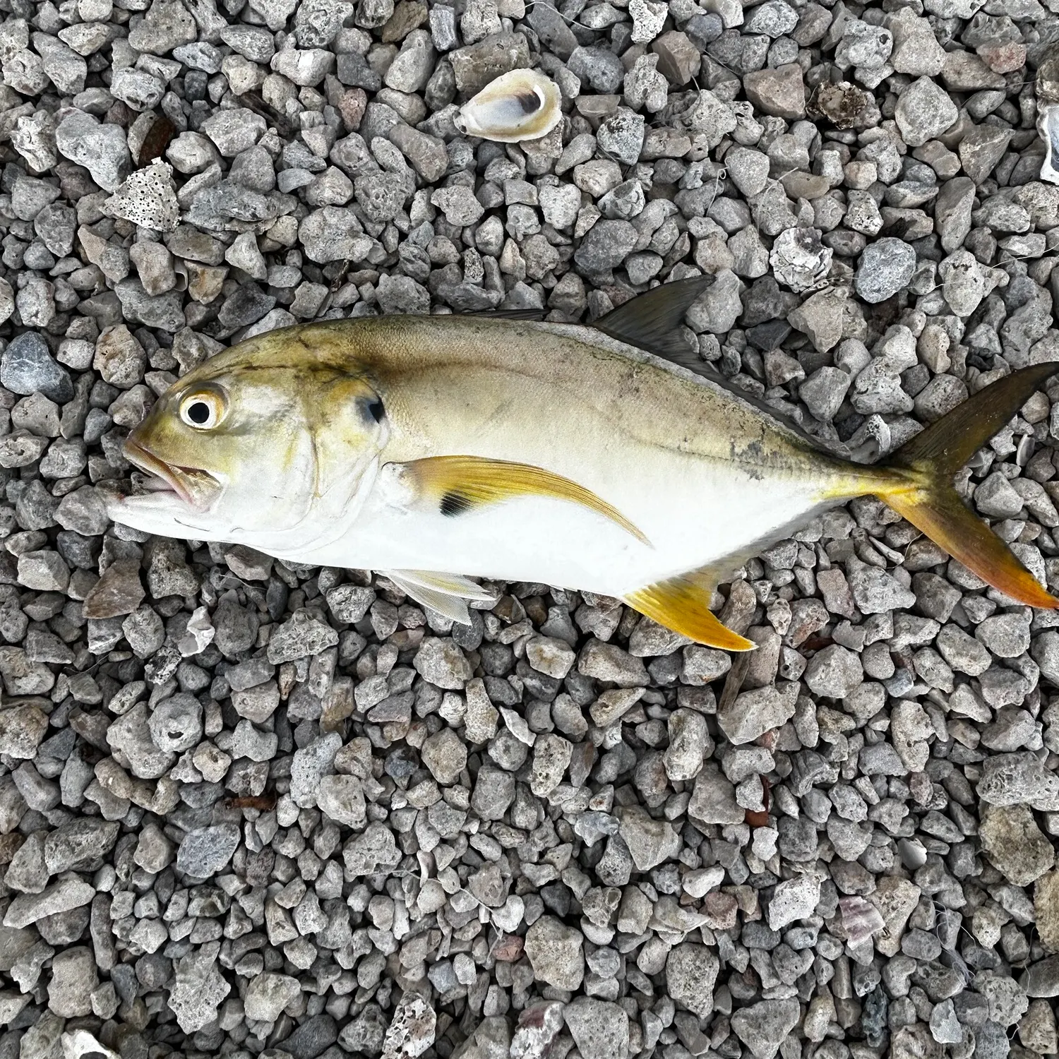 Crevalle jack caught on Fishbrain