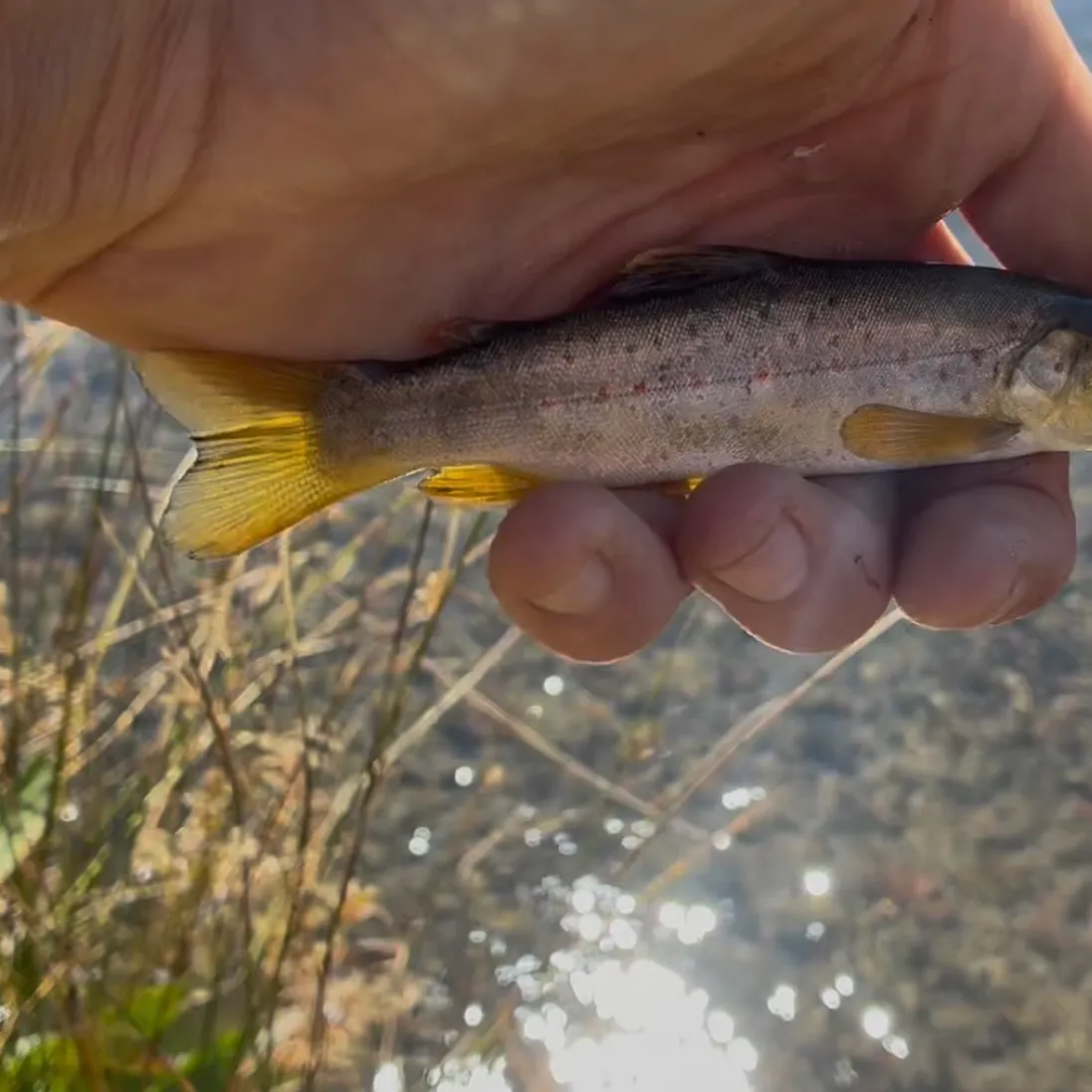 Brown trout caught on Fishbrain