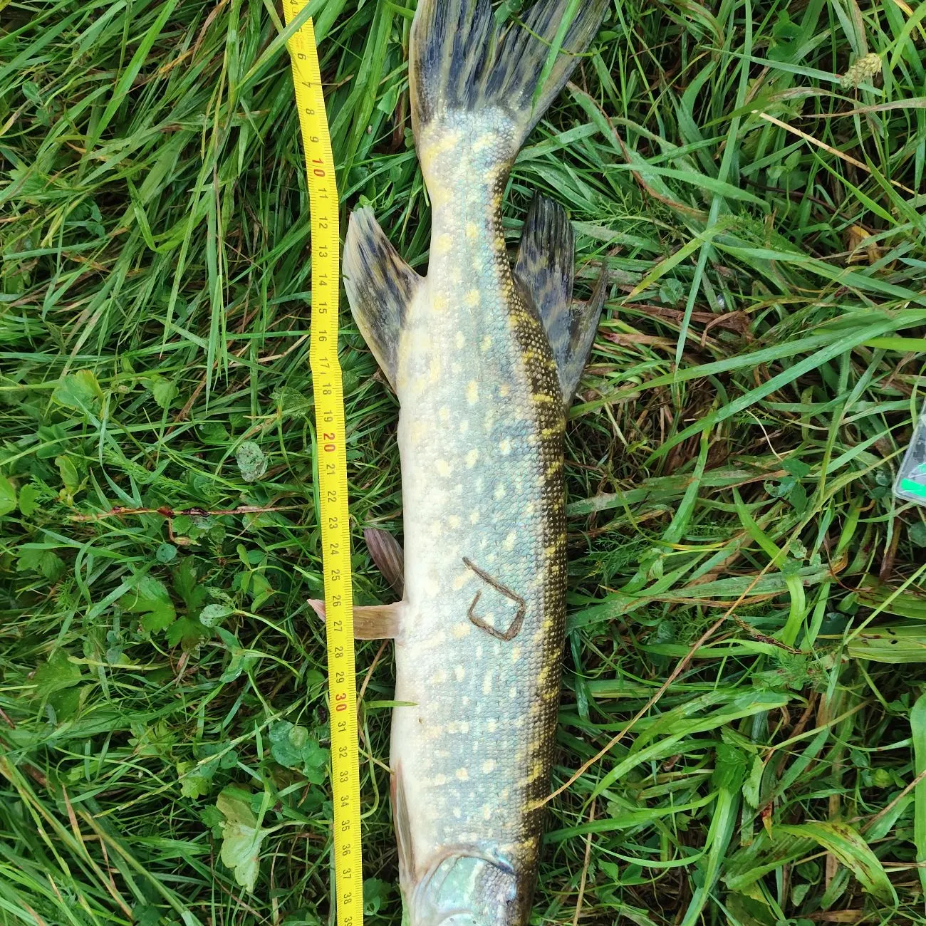 Northern pike caught on Fishbrain
