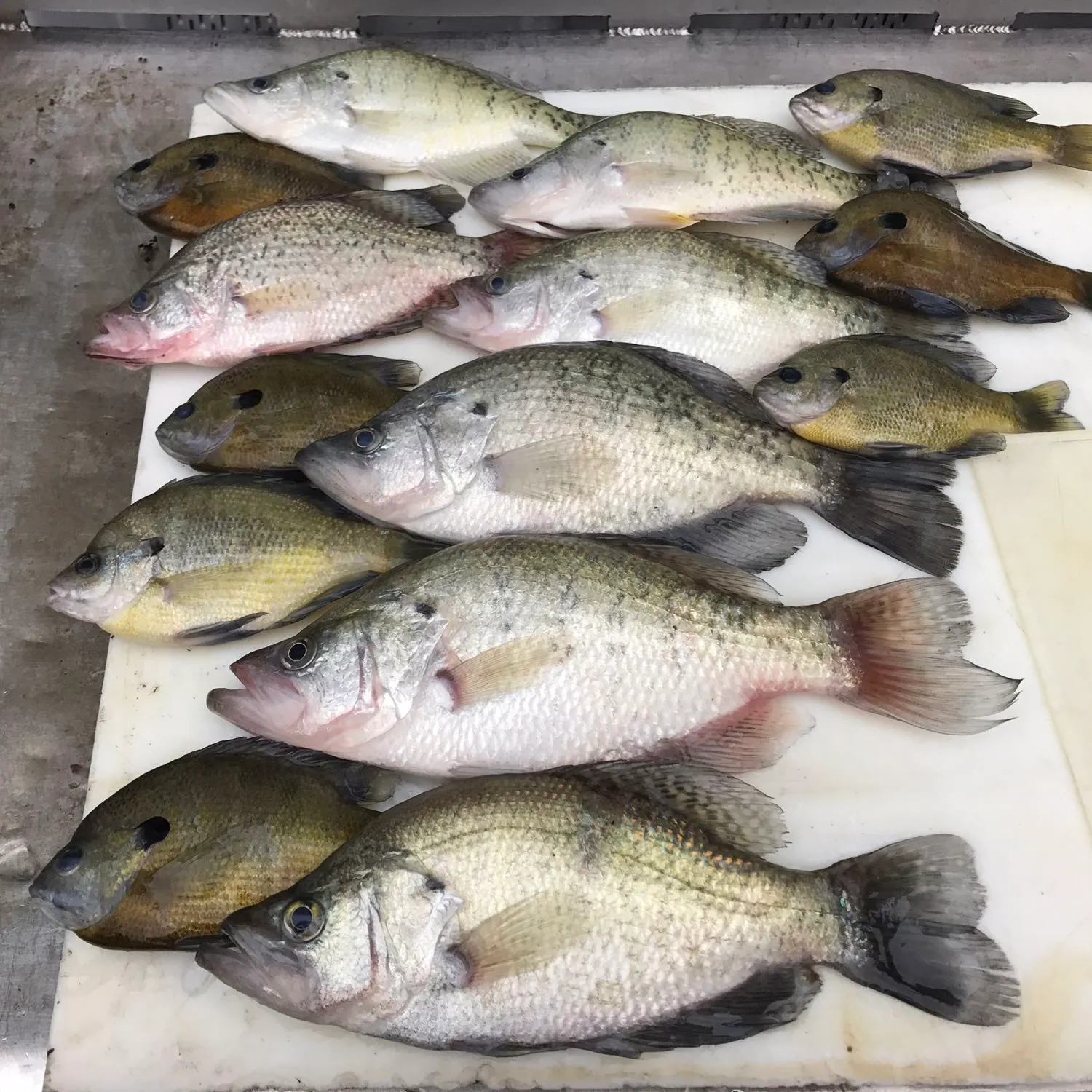 recently logged catches