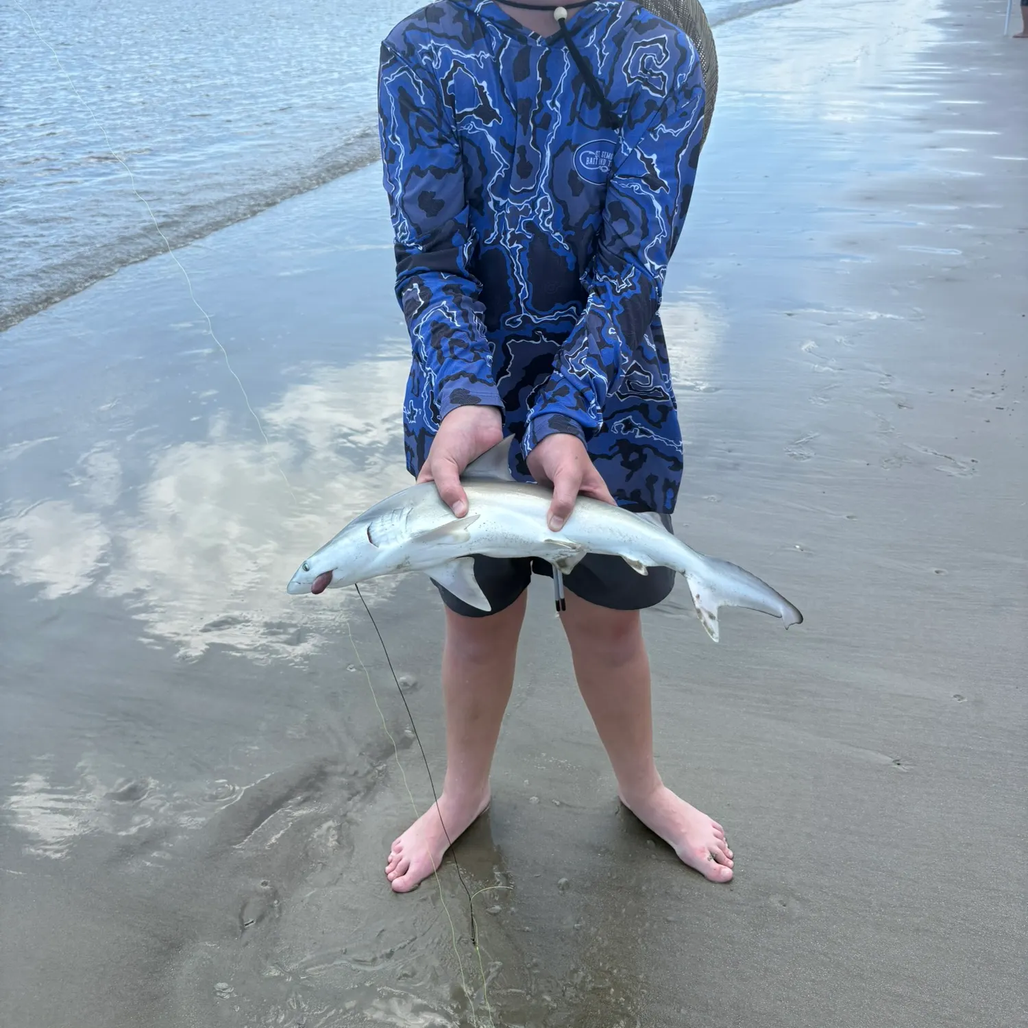 The most recent Blacktip reef shark catches on Fishbrain