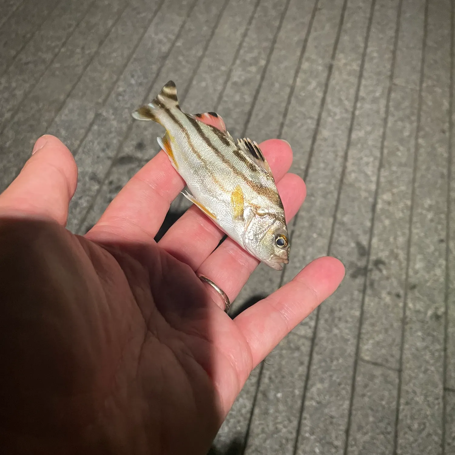 The most recent Jarbua terapon catches on Fishbrain