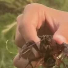 Red swamp crayfish caught on Fishbrain