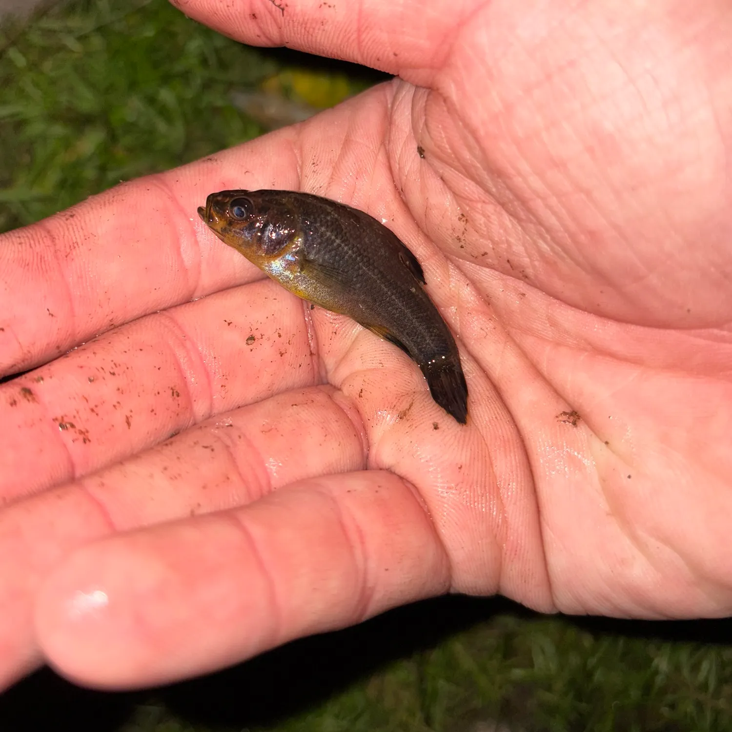 The most recent Yellowbelly pirate perch catches on Fishbrain