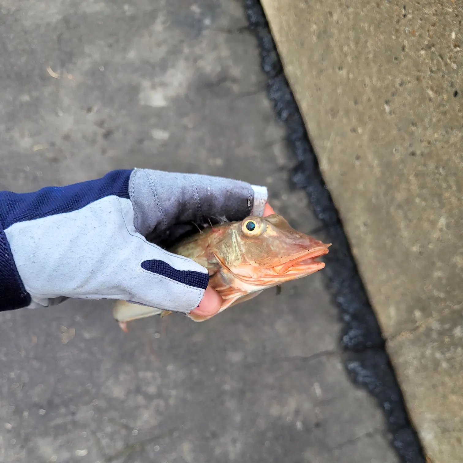 Tub gurnard caught on Fishbrain