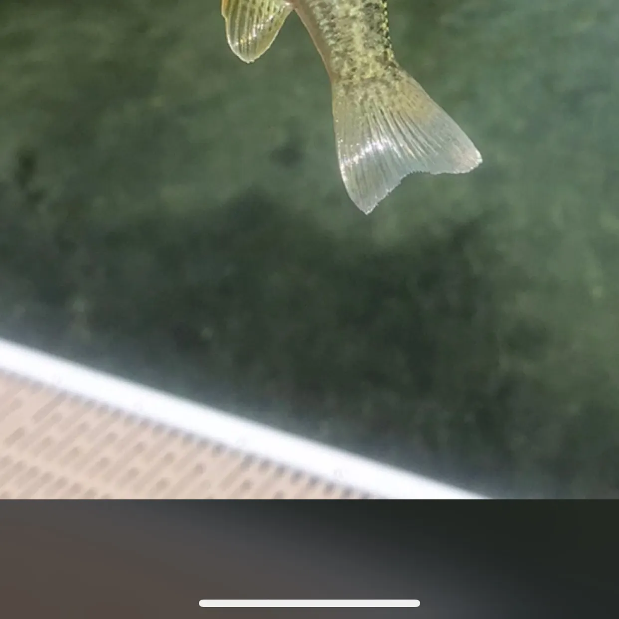 The most recent Pumpkinseed x green sunfish catches on Fishbrain