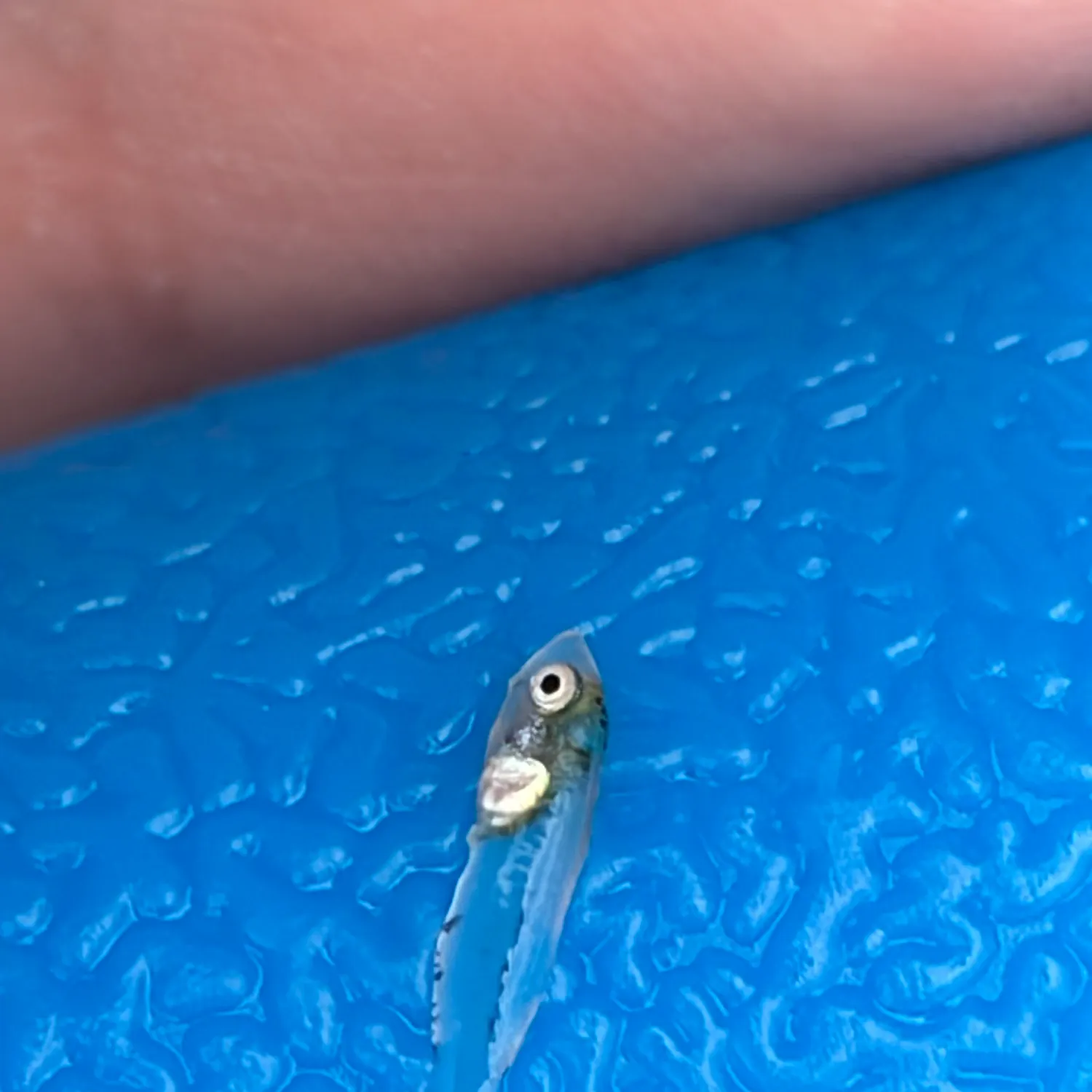 The most recent Bay anchovy catches on Fishbrain