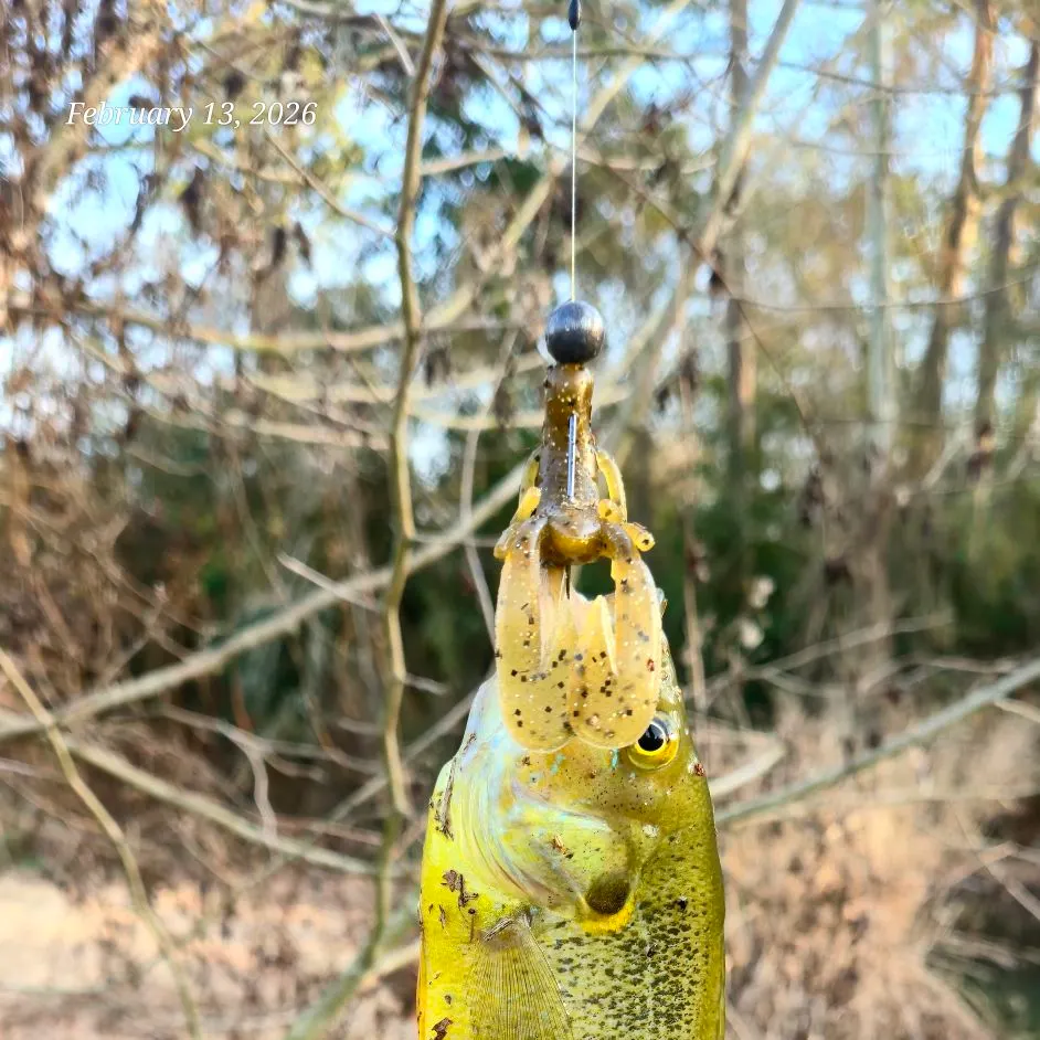 The most recent Green sunfish catches on Fishbrain