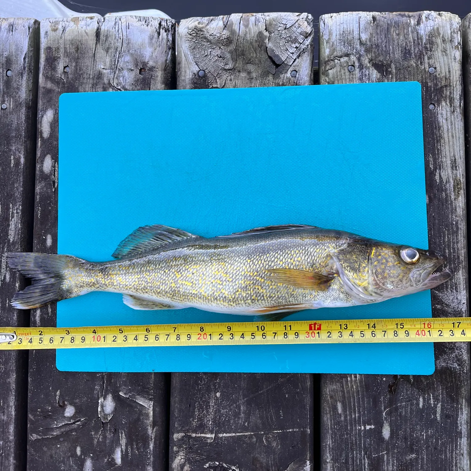 Walleye caught on Fishbrain