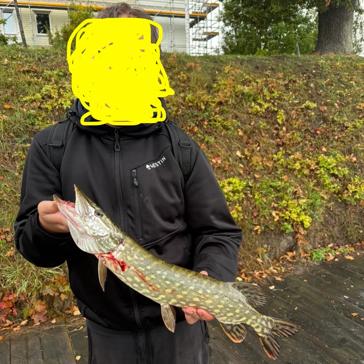 Northern pike caught on Fishbrain