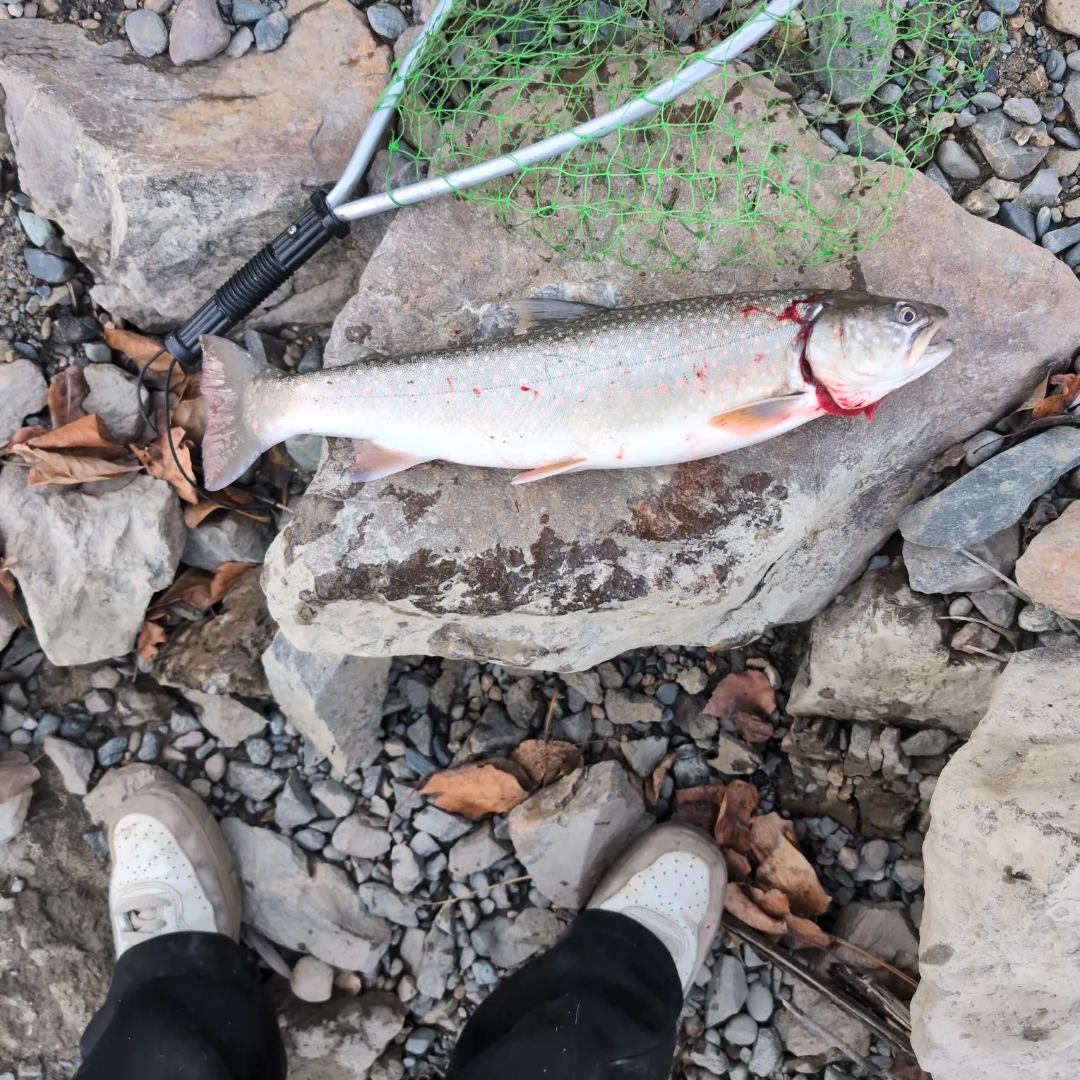 The most recent Bull trout catches on Fishbrain