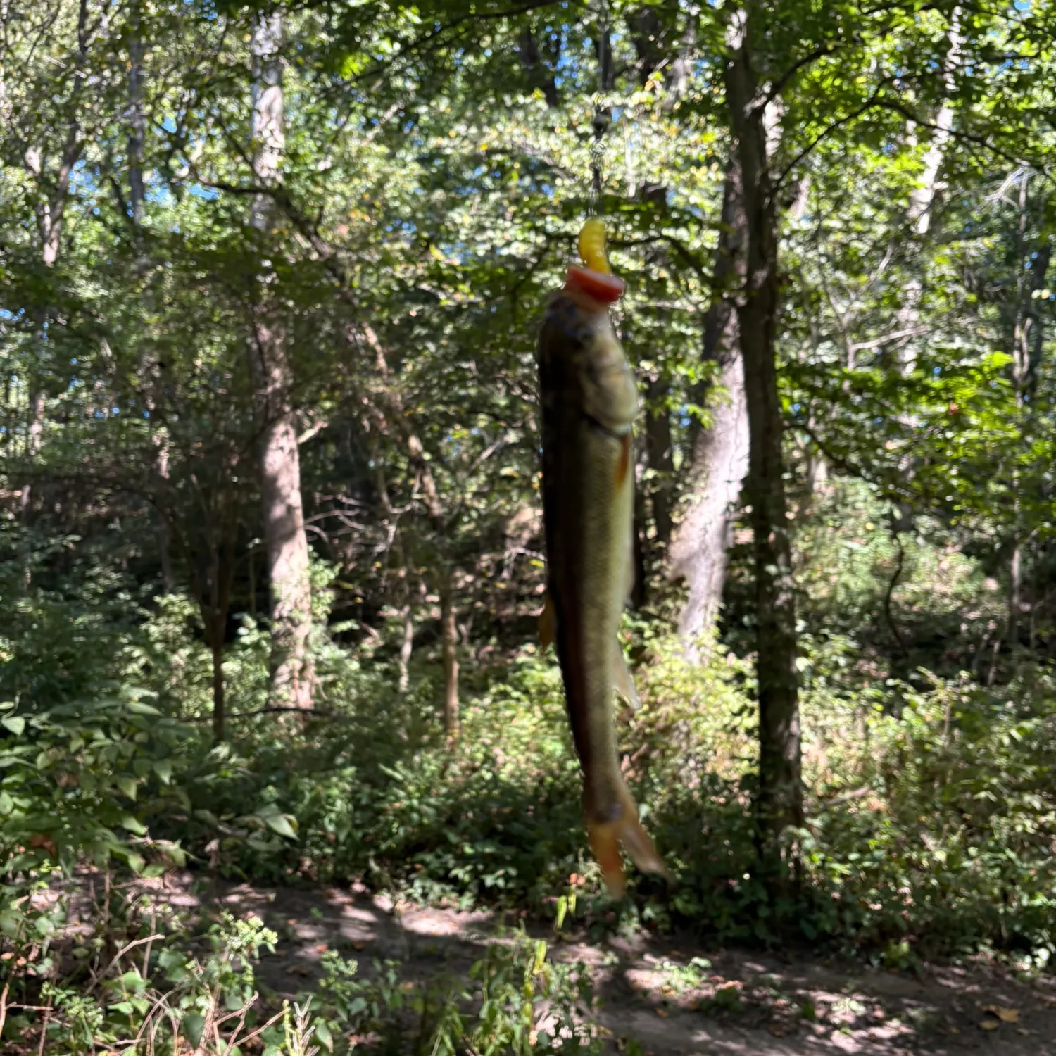 Creek chub caught on Fishbrain
