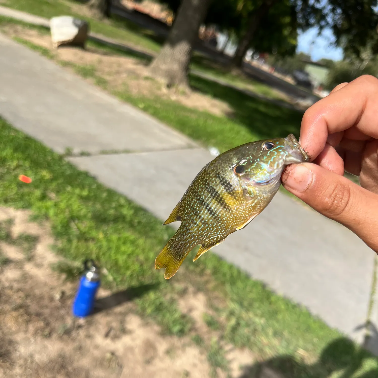 catch