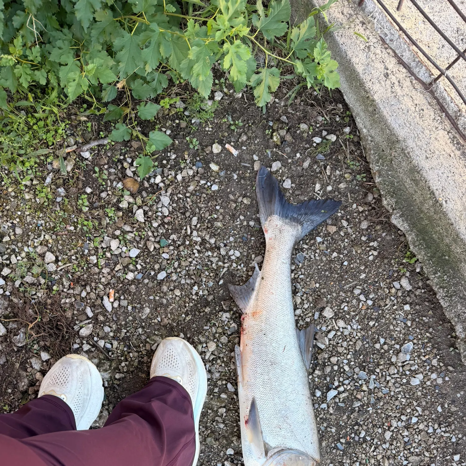 Silver carp caught on Fishbrain
