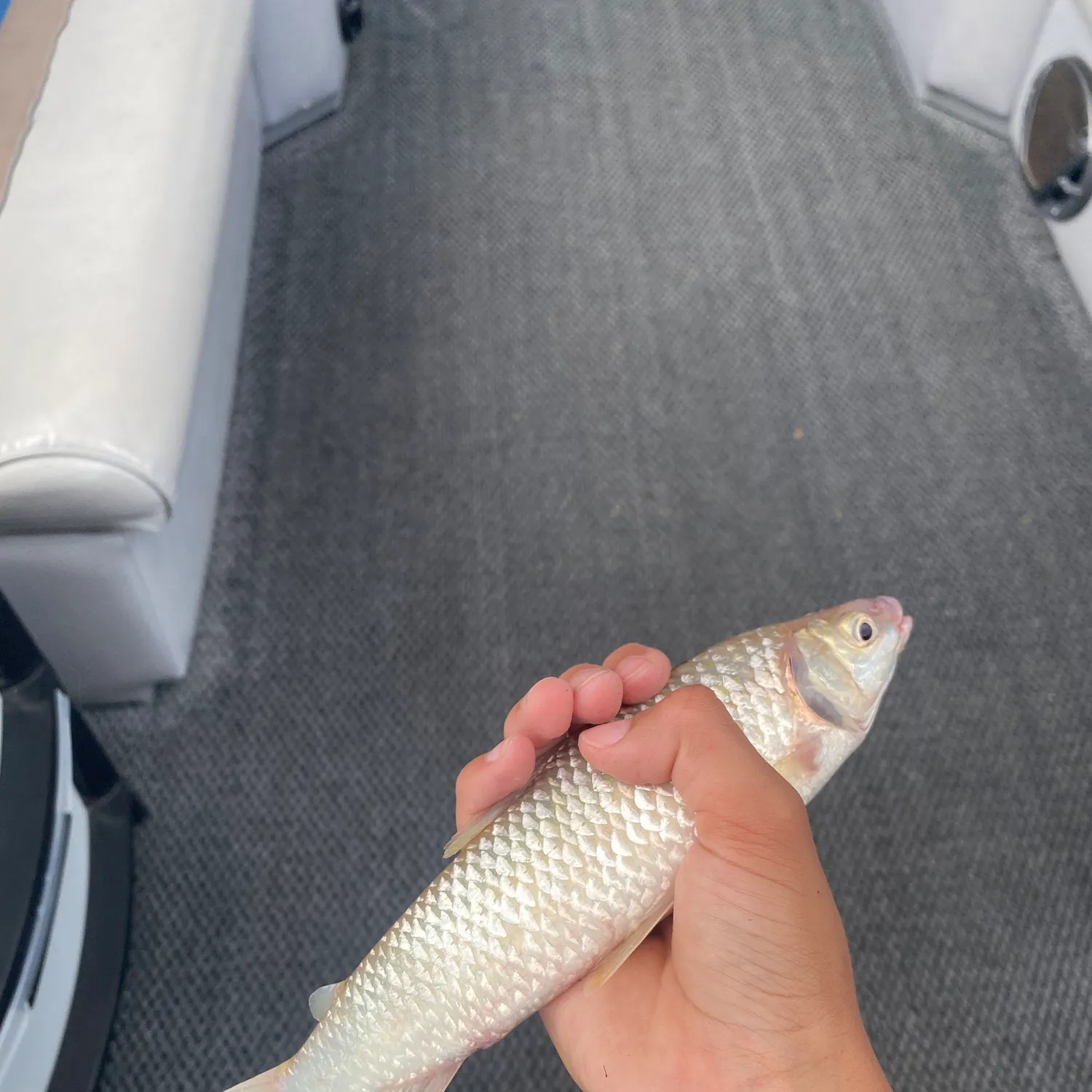 The most recent Streaked prochilod catches on Fishbrain