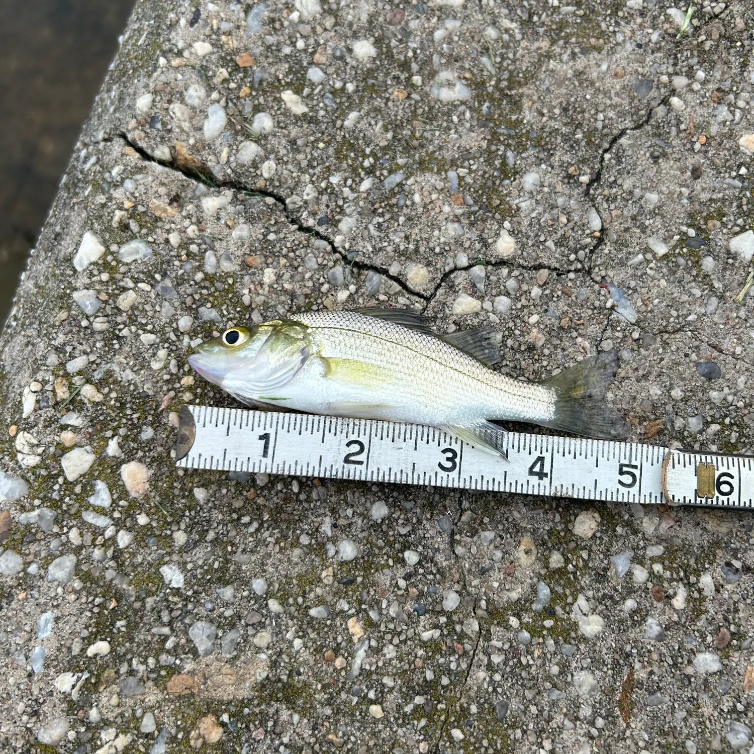 White perch caught on Fishbrain
