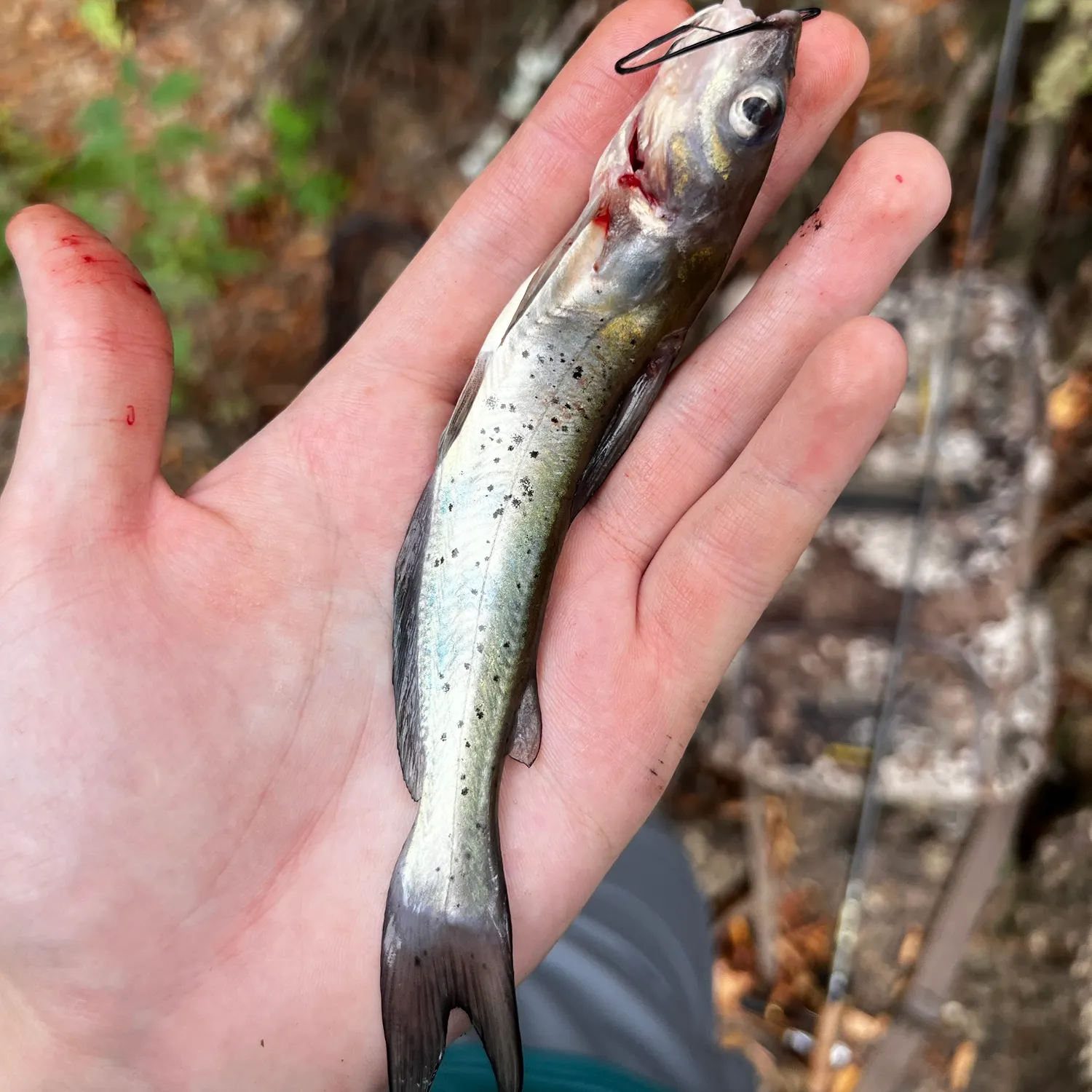 Channel catfish caught on Fishbrain