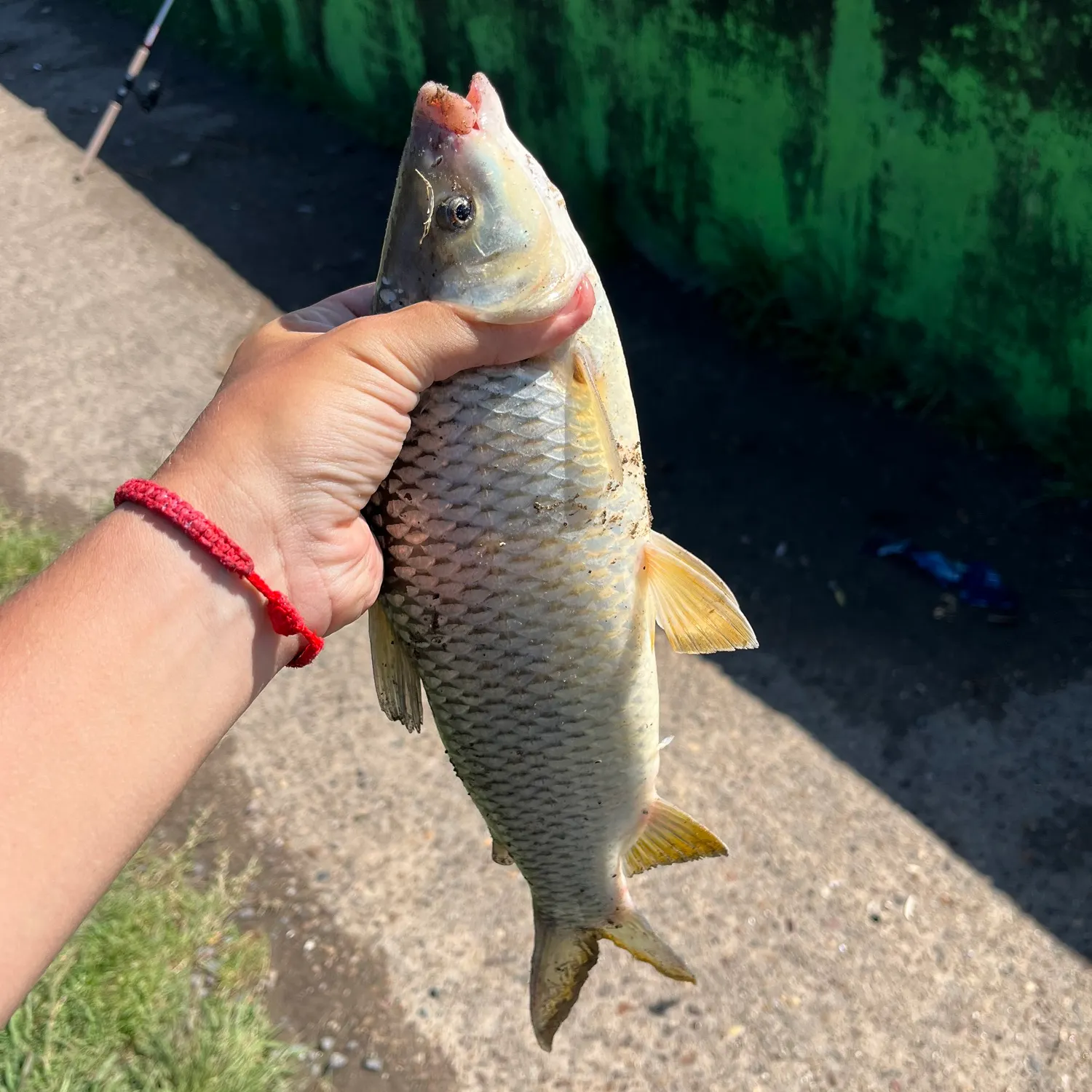 The most recent Tarpon catches on Fishbrain