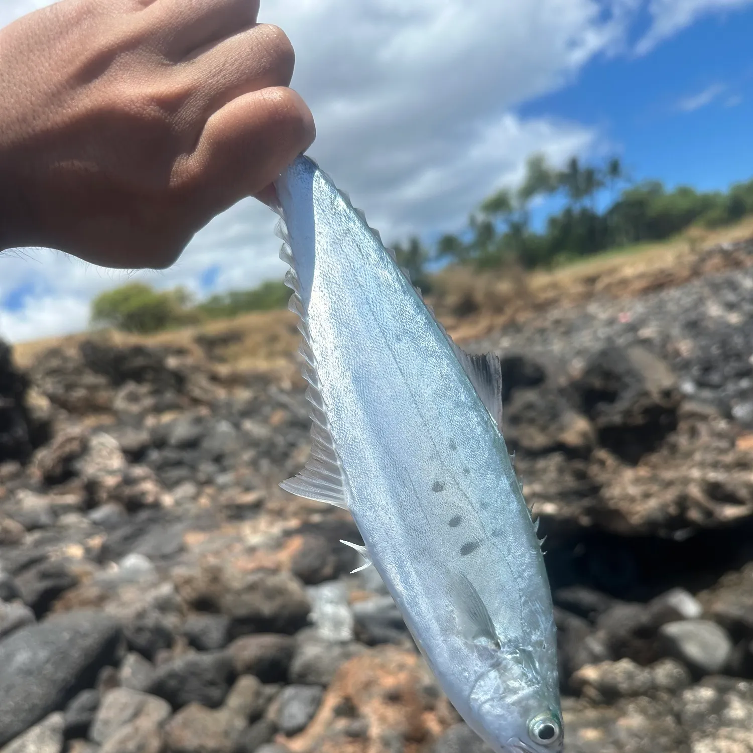 Doublespotted queenfish caught on Fishbrain