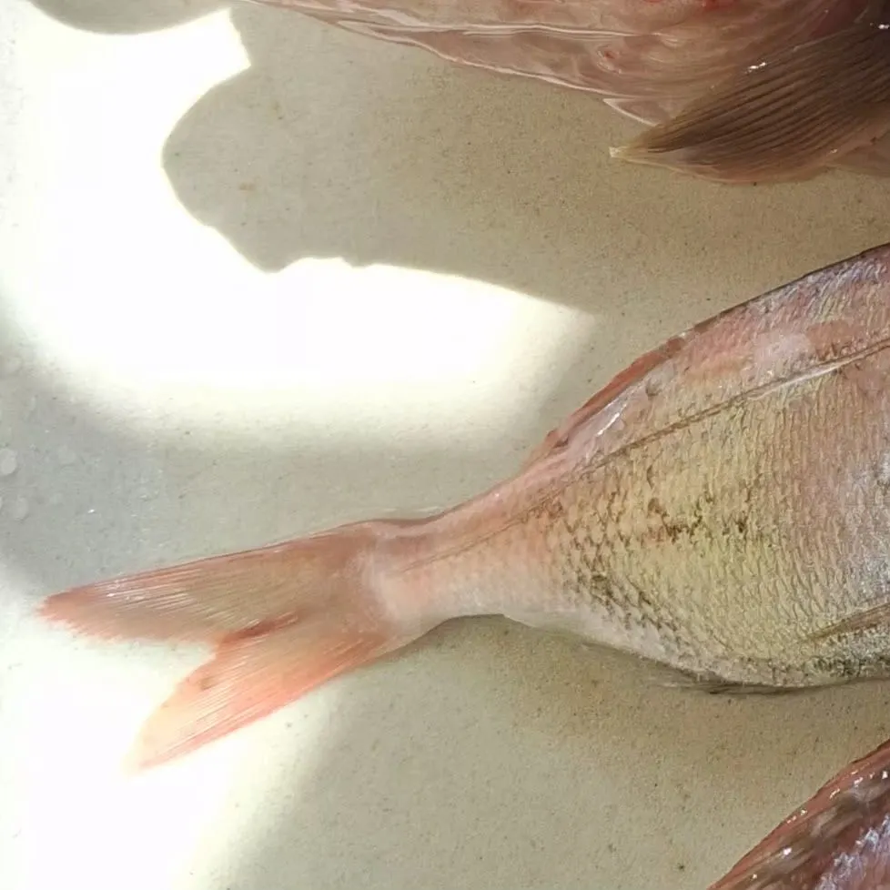 The most recent Common pandora catches on Fishbrain