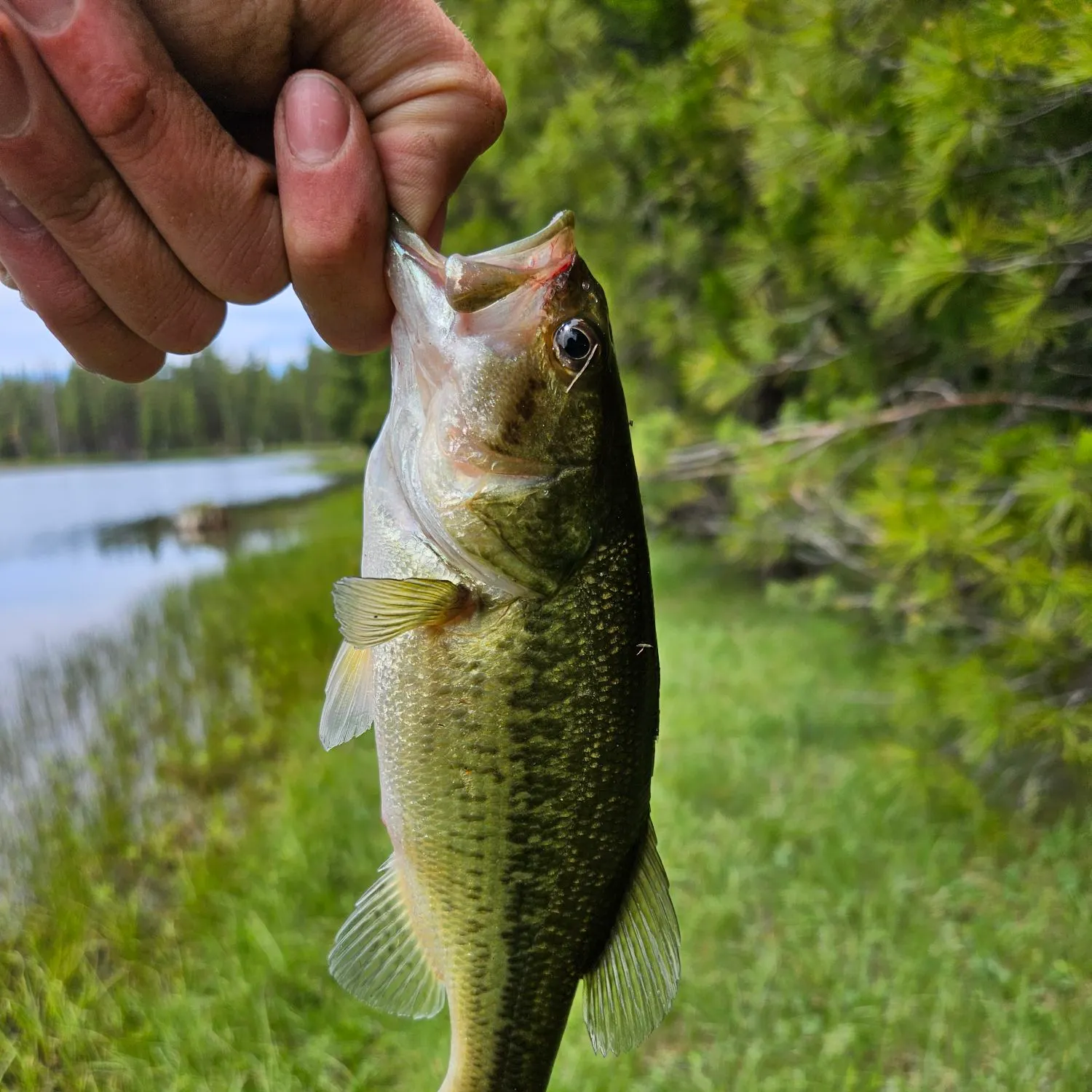 angler catch