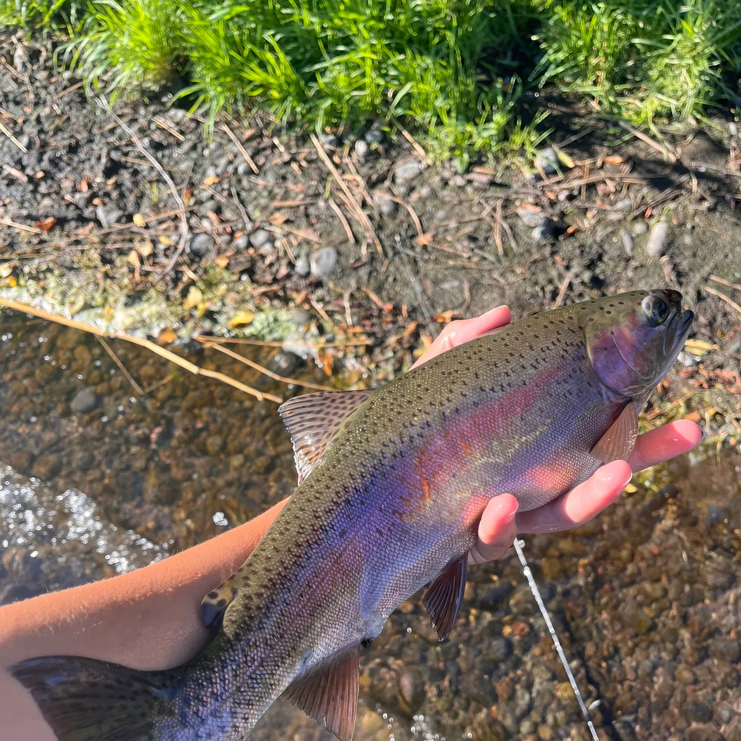 Columbia river redband trout caught on Fishbrain