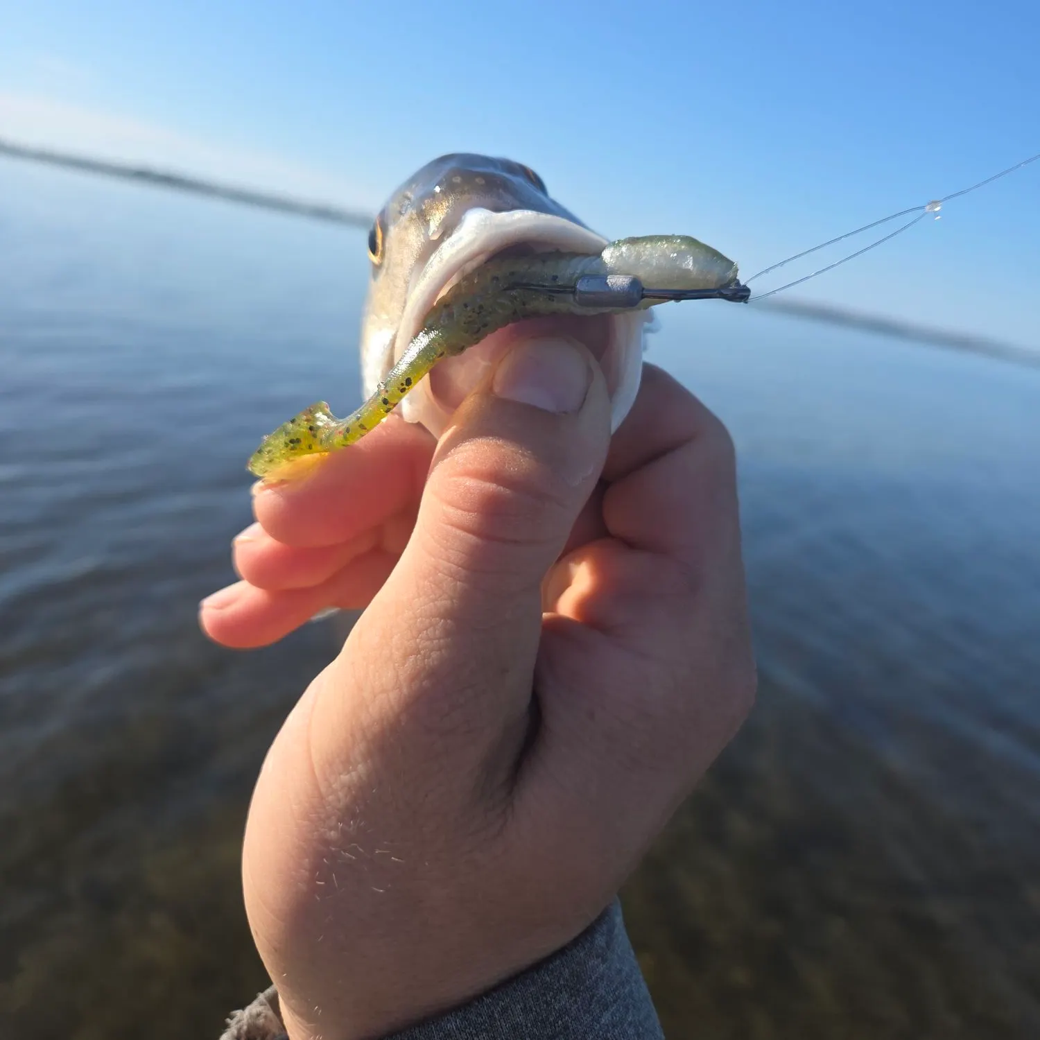 The most recent American eel catches on Fishbrain