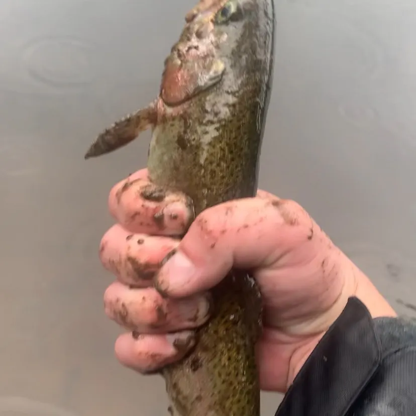 Rainbow trout caught on Fishbrain