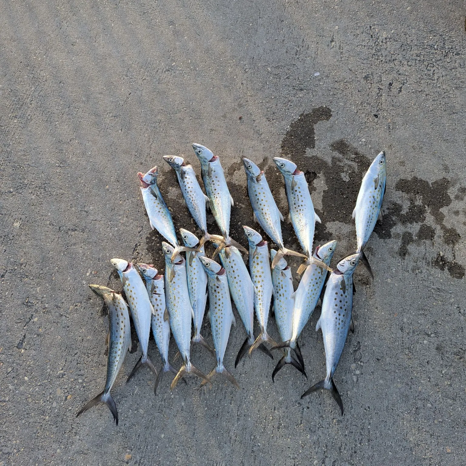 The most recent Spanish mackerel catches on Fishbrain