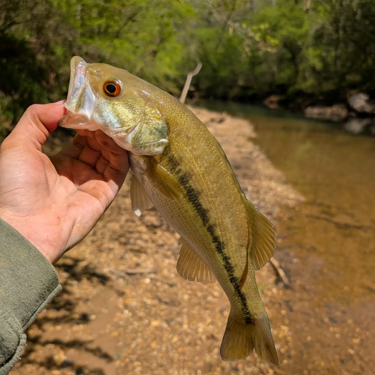 angler catch
