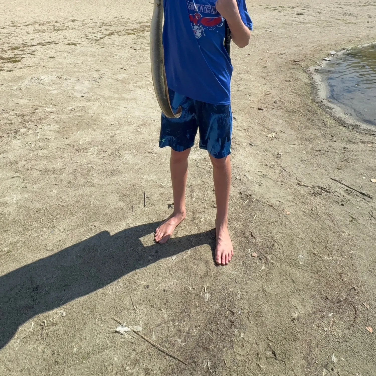 American eel caught on Fishbrain