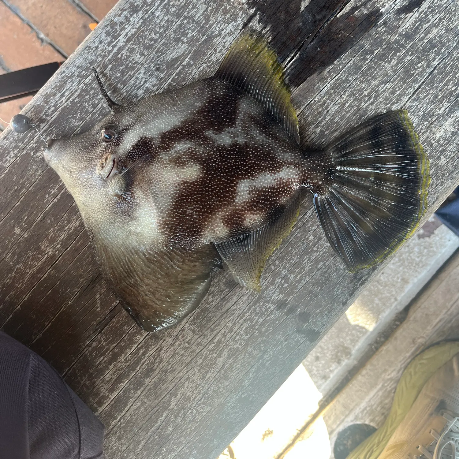 Fan-bellied leatherjacket caught on Fishbrain