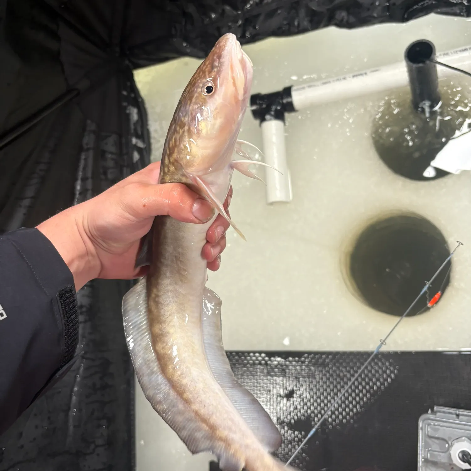 The most recent Burbot catches on Fishbrain