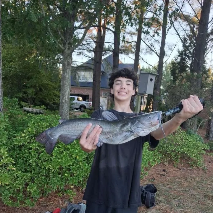 Channel catfish caught on Fishbrain