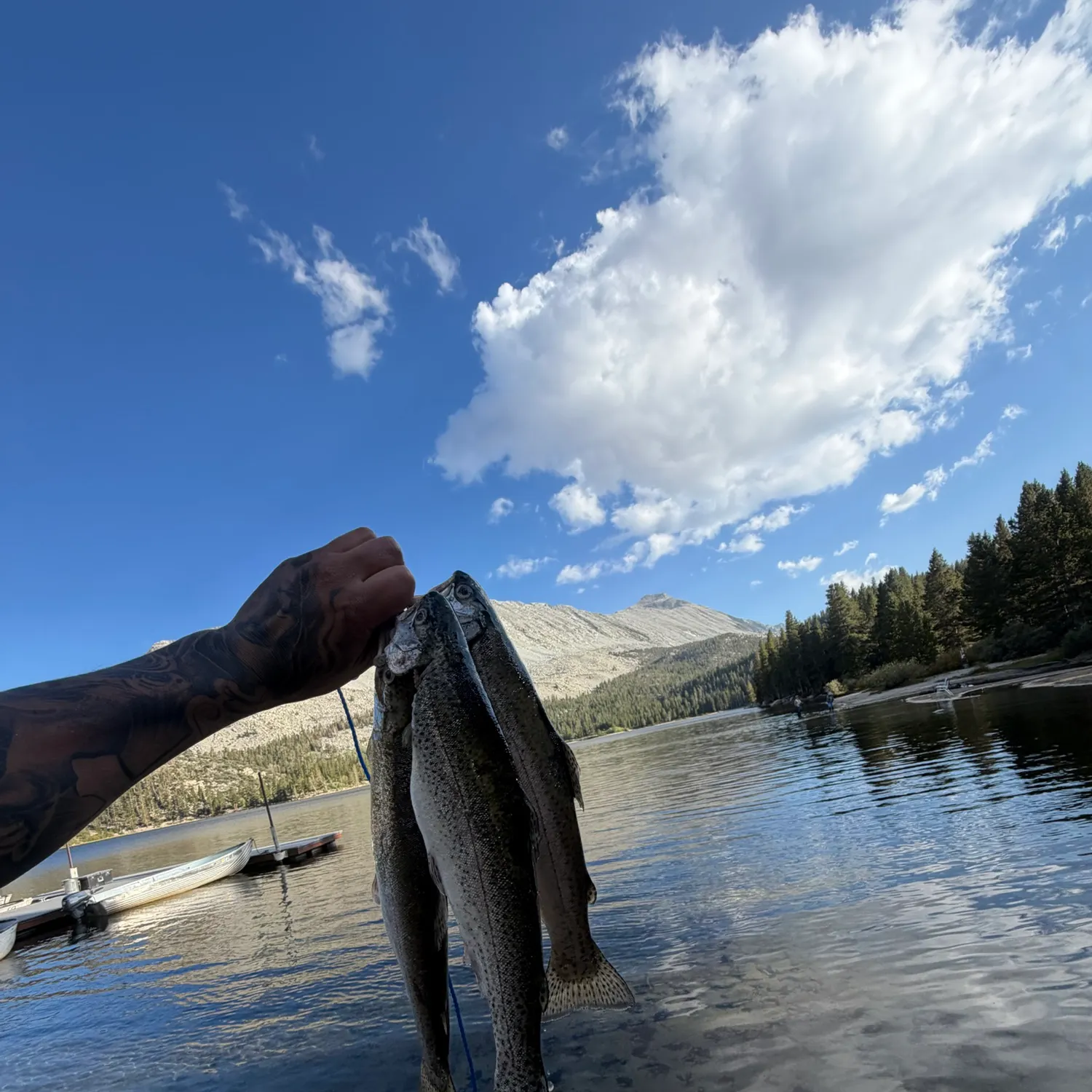 Rainbow trout caught on Fishbrain