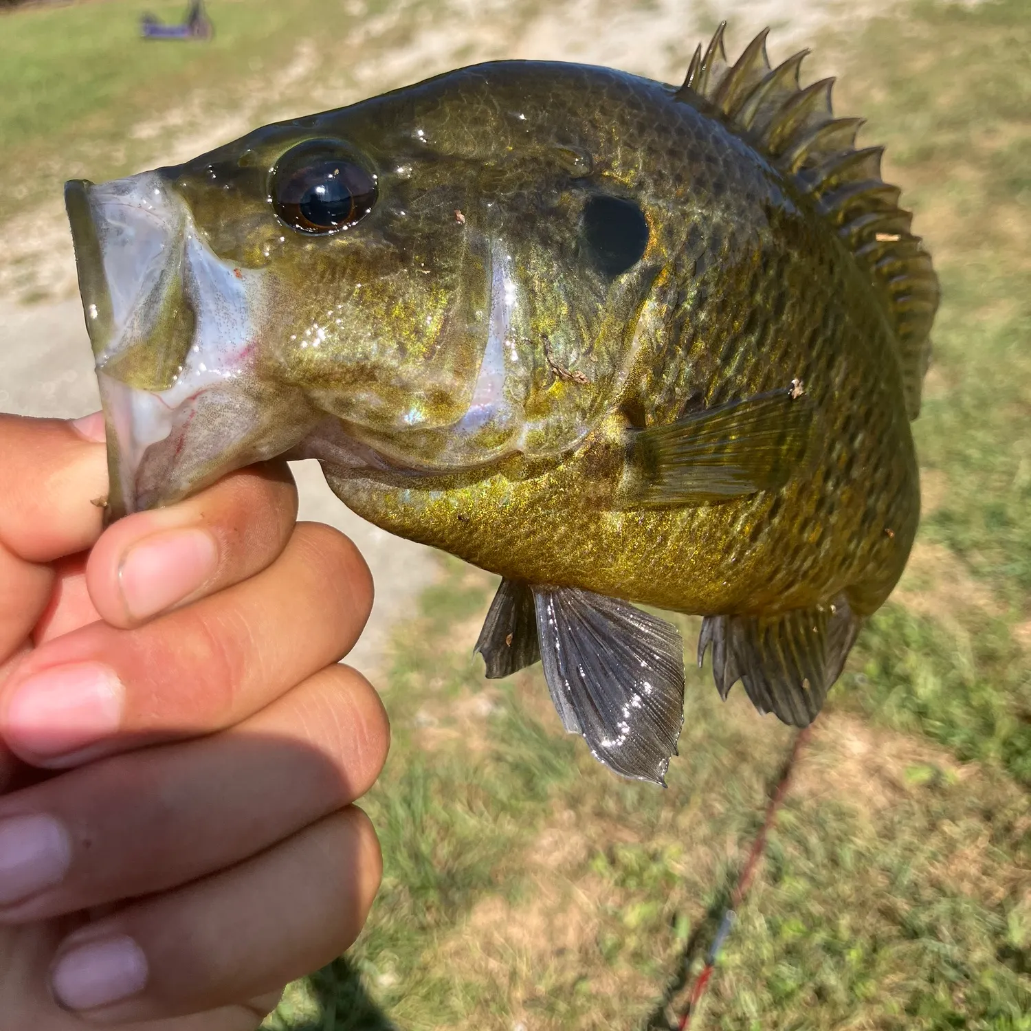 Fish caught on Fishbrain