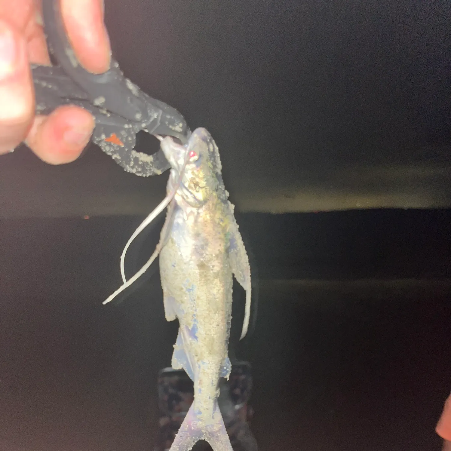 Gafftopsail sea catfish caught on Fishbrain
