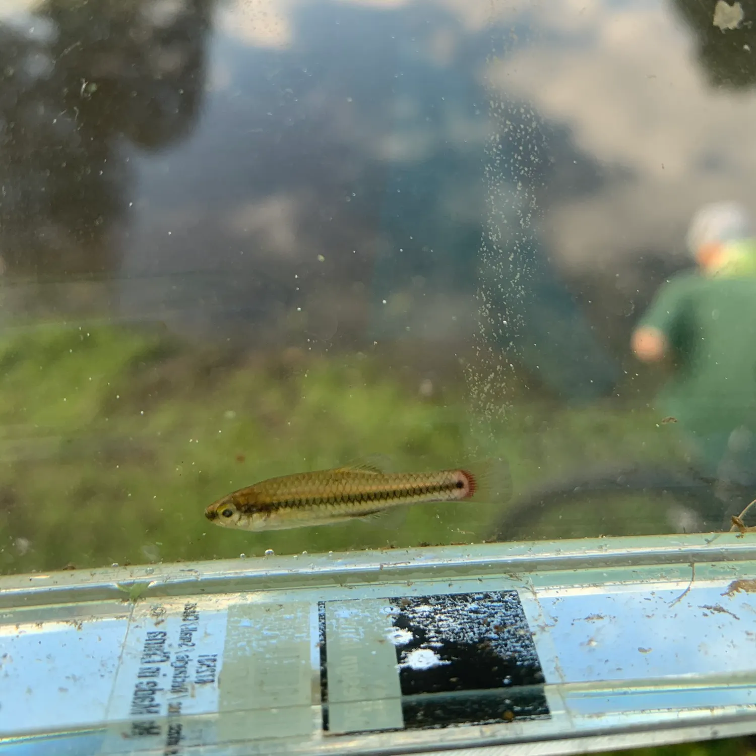 The most recent Bluefin killifish catches on Fishbrain