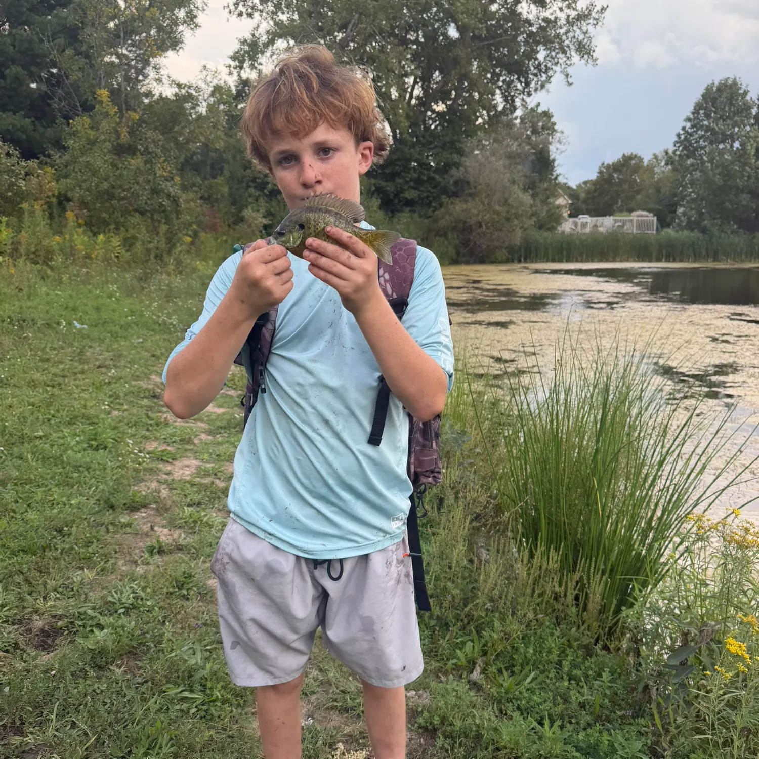 Green sunfish caught on Fishbrain