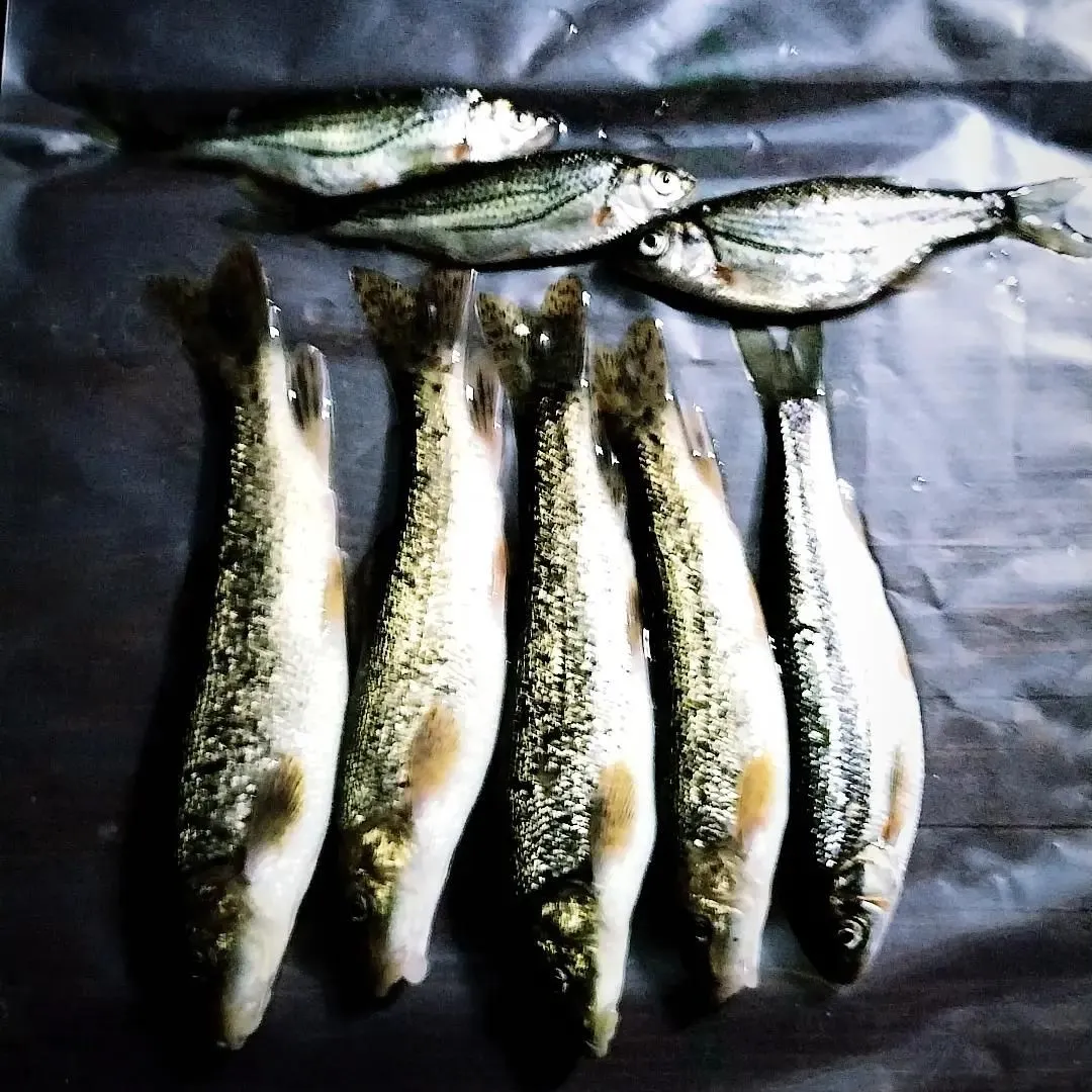 The most recent Mediterranean barbel catches on Fishbrain