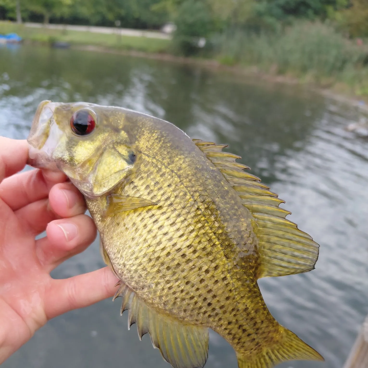 Rock bass caught on Fishbrain