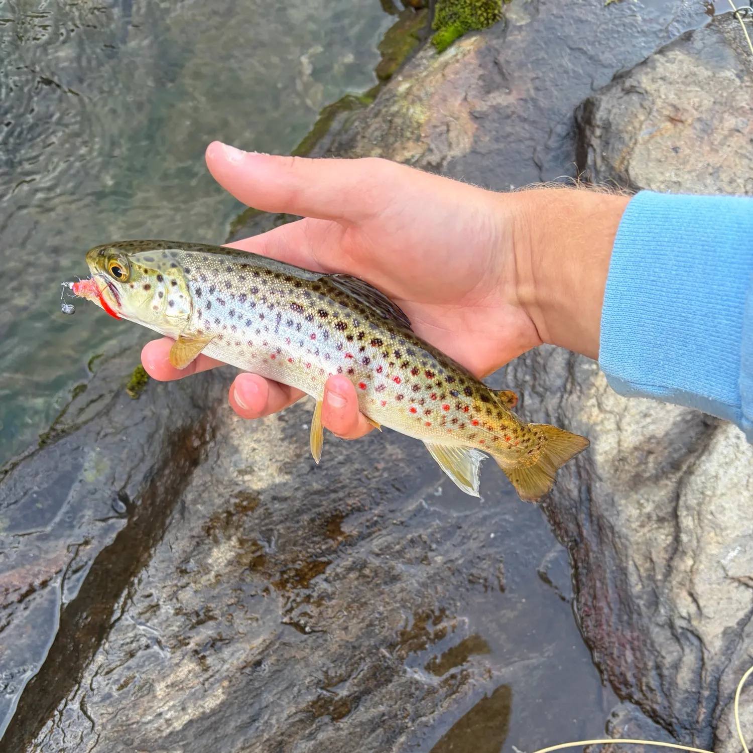 Brown trout caught on Fishbrain