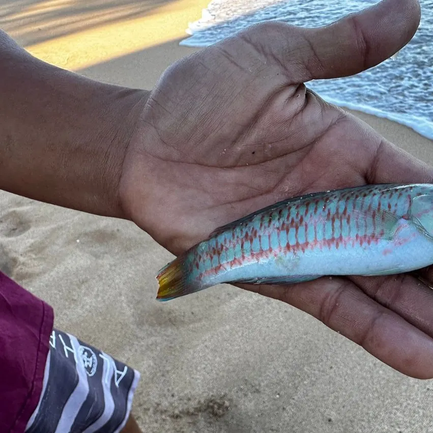 The most recent Christmas wrasse catches on Fishbrain