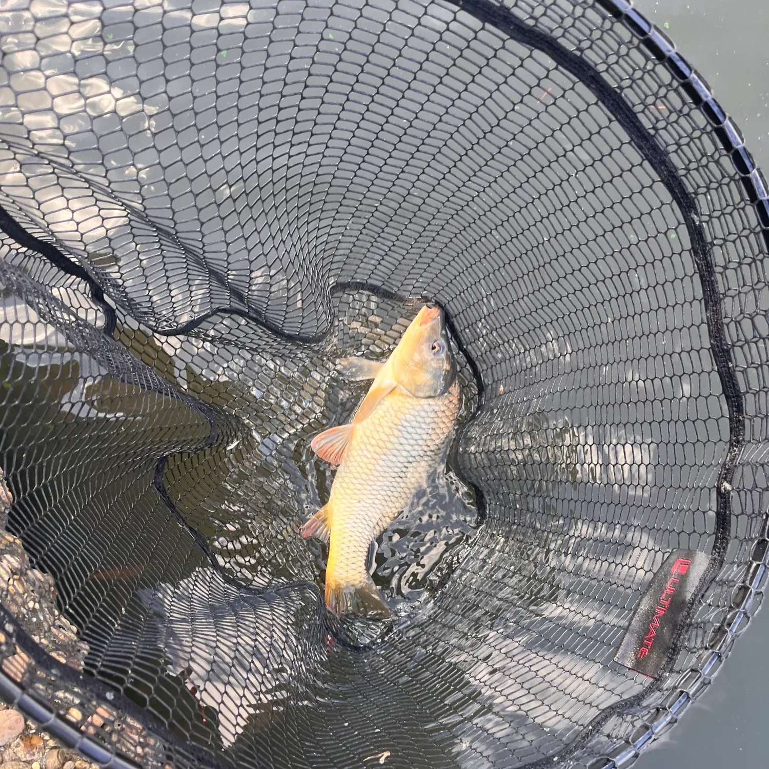 Common carp caught on Fishbrain