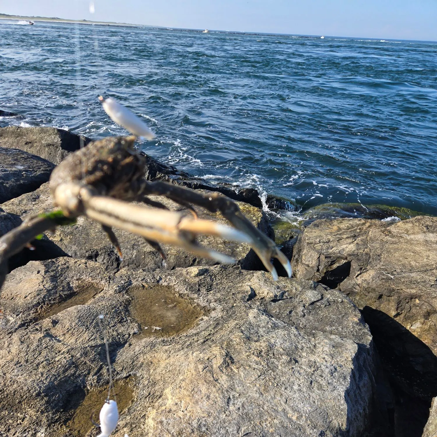 The most recent European spider crab catches on Fishbrain